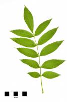 Frêne - feuille isolée sur fond blanc (Fraxinus excelsior) 